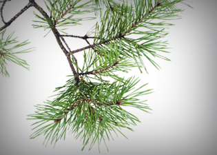 óleos essenciais: Pinho