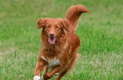 Horóscopo Xamânico 2018 Cachorro