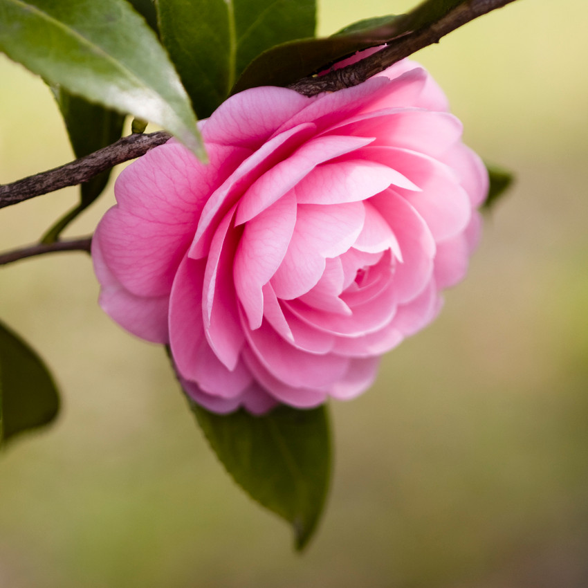 horóscopo das flores - Câncer