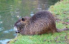 Horóscopo Xamânico 2018 Castor