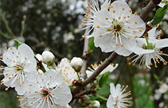 ataques de pânico Cherry Plum