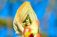 Chestnut Bud