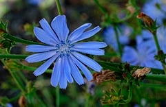 Chicory