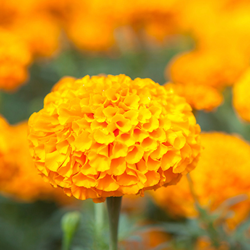 horóscopo das flores - Escorpião