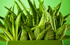 Plantas que trazem sorte e dinheiro: Espada de São Jorge