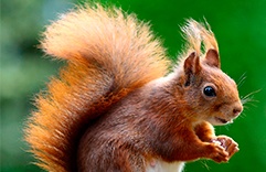 Horóscopo Xamânico 2018 Esquilo