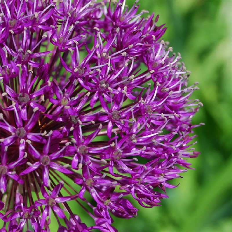 Allium