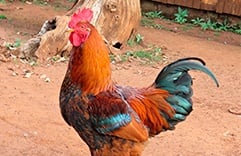 Horóscopo Xamânico 2018 Galo