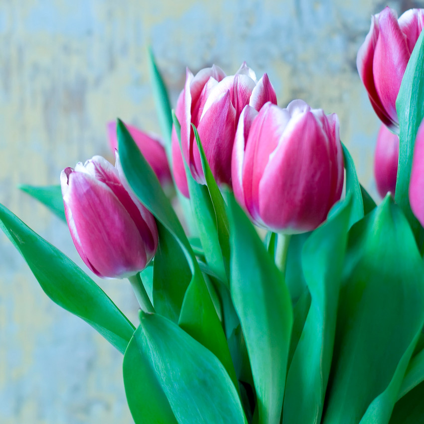 horóscopo das flores - Gêmeos