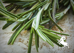 ingredientes - aries