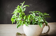 Feng Shui - Manjericão