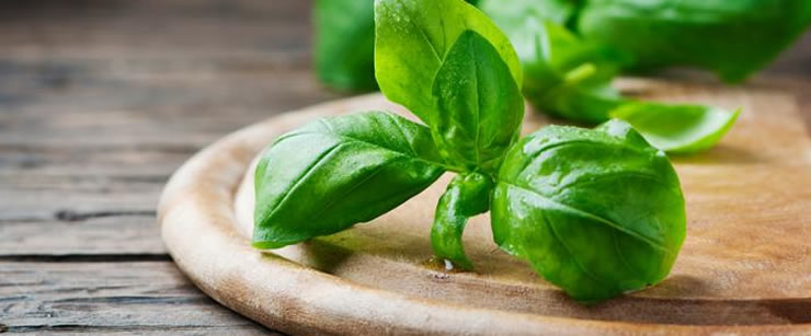 Rituauis Poderosos - banho de manjericão