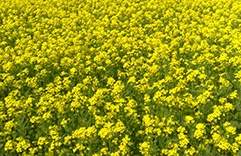 Terapia floral para tratar tristeza: Mustard