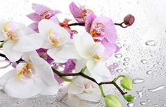 Feng Shui - Orquídea