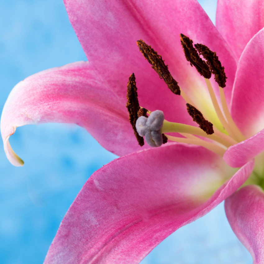 horóscopo das flores - Peixes