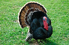 Horóscopo Xamânico 2018 Peru