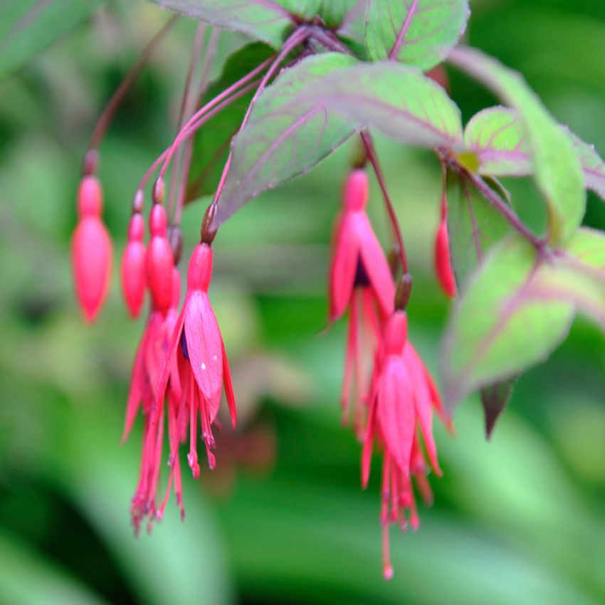 horóscopo das flores - Sagitário