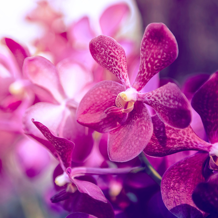 horóscopo das flores - Touro