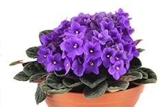 Feng Shui - Violetas