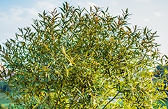 Terapia floral para tratar tristeza: Willow